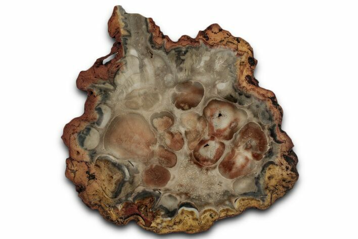 Petrified Seed Fern (Rhexoxylon) Slab - Zimbabwe #358814